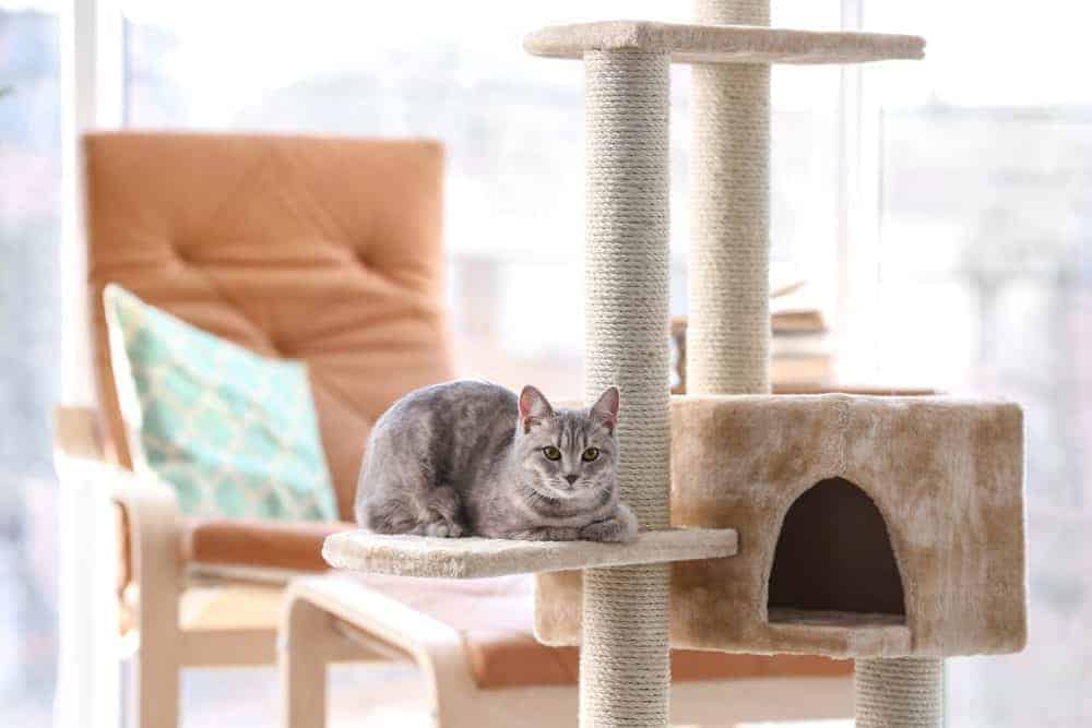 Featured image for Cat about the house