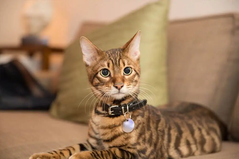 Featured image for Cat collars – yes or no?