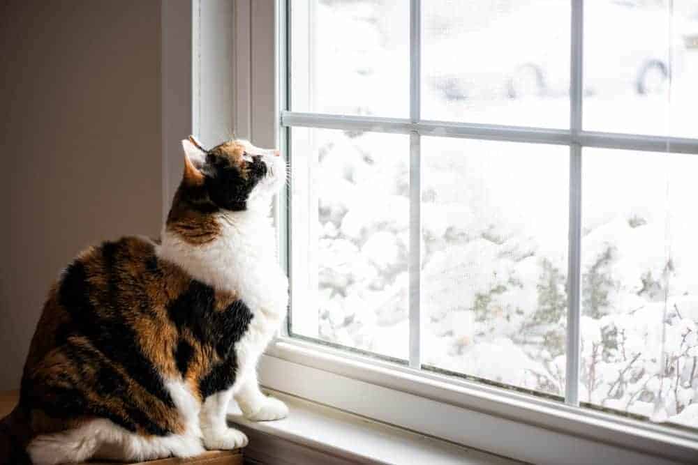 Featured image for Cats and cold weather – why winter can be a risky time of year for felines