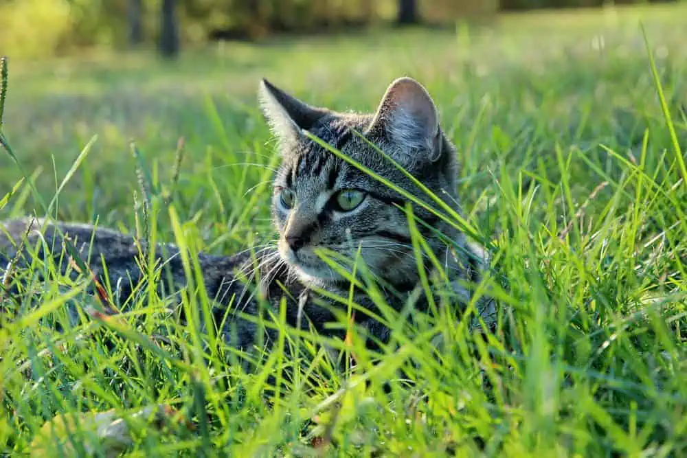 Featured image for Grass-eating cats? Not as strange as it sounds…