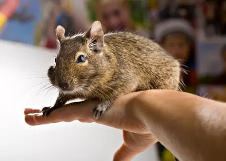 Featured image for The degu – how well do you know this popular pet?