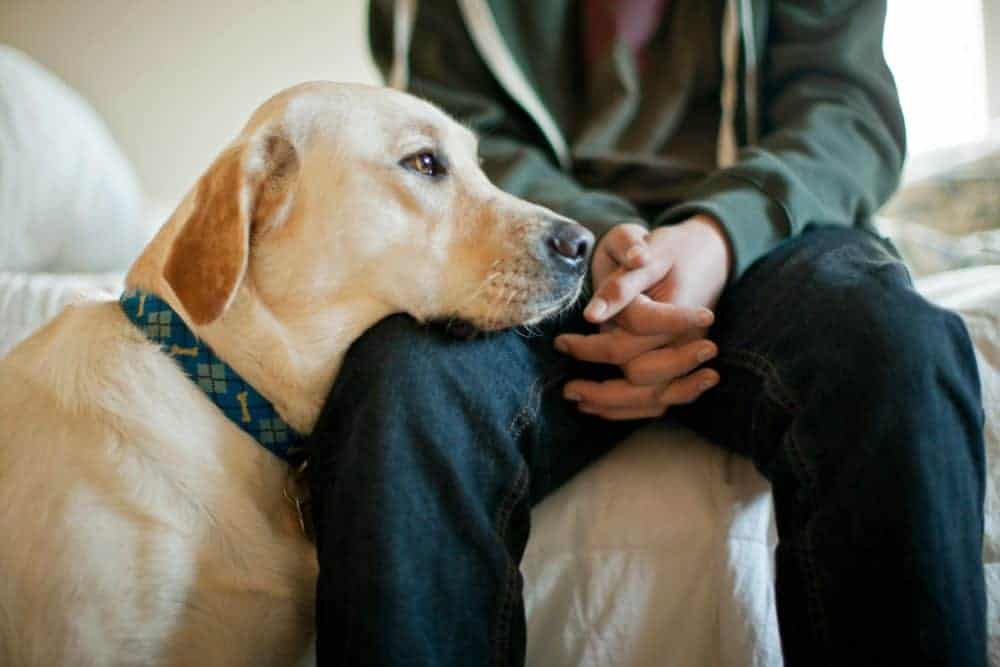 Featured image for Dogs can smell how humans are feeling