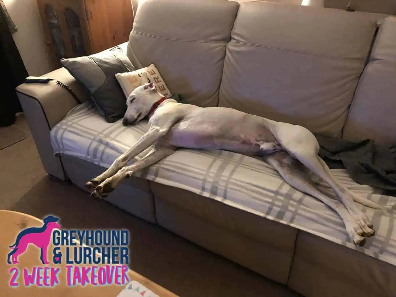 Featured image for Greyhound & Lurcher Owner Stories – Eric the Greyhound