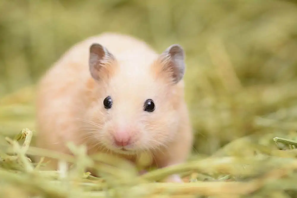 Featured image for Take a closer look at your pets’ diet in 2019: Hamsters