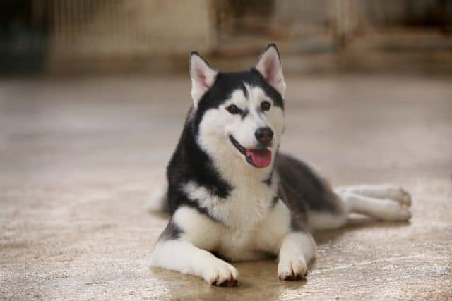 Featured image for Why Game of Thrones success is bad news for Huskies