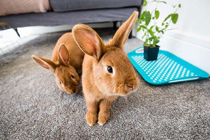 Featured image for How to be a gold-star indoor bunny owner