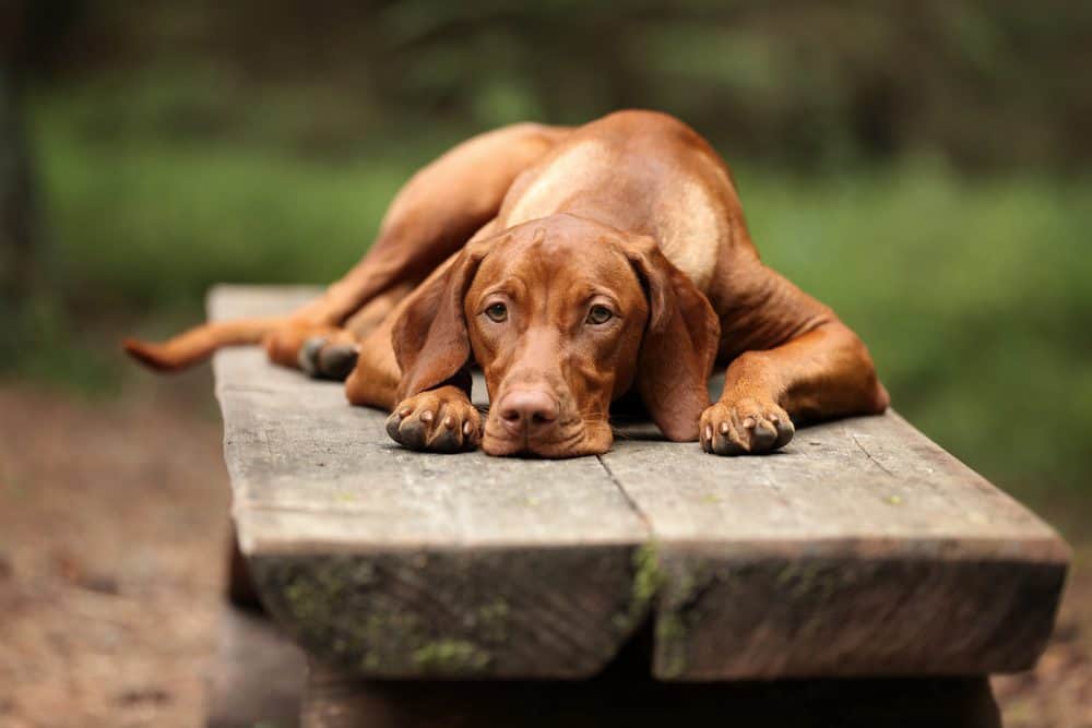 Featured image for Deadly dog disease casts a long shadow across the UK