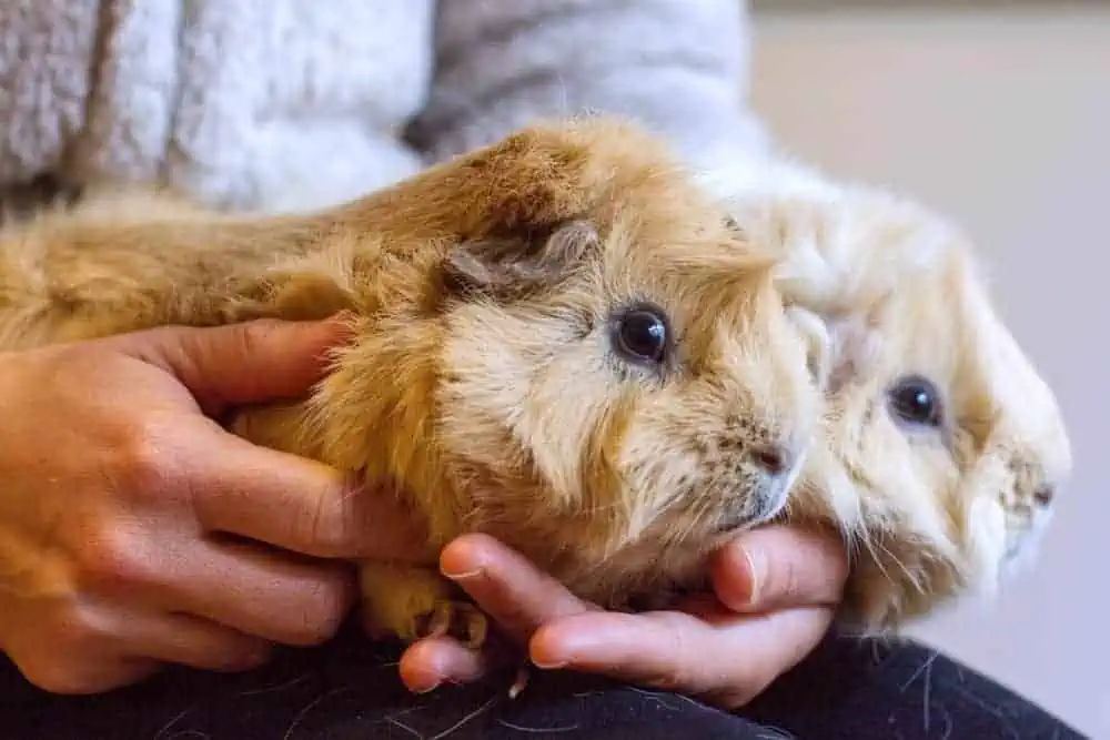 Featured image for How to protect your guineas and bunnies from pesky parasites