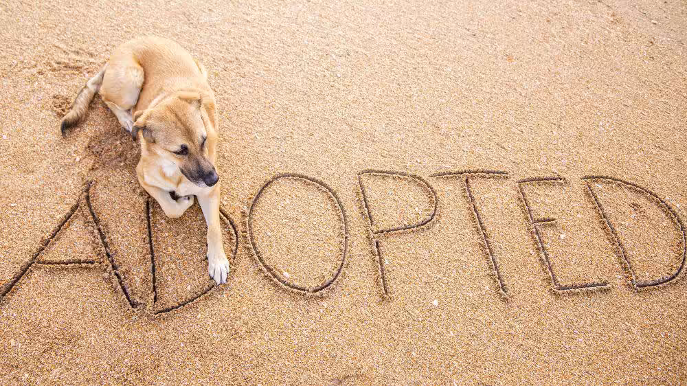 Featured image for Taking on a rescue dog