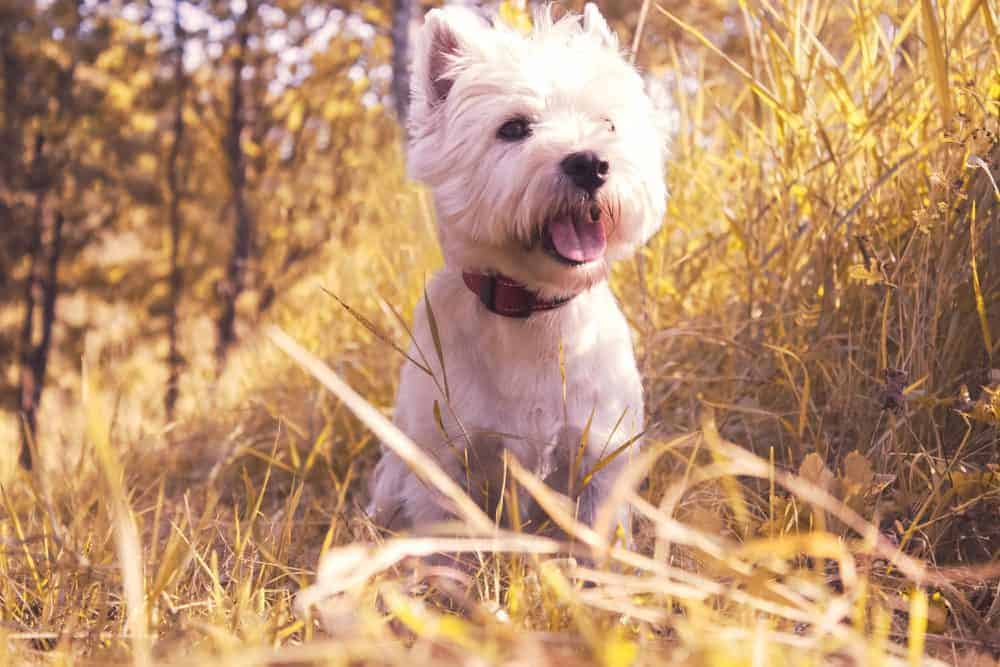 Featured image for Breakthrough in treating deadly Alabama Rot