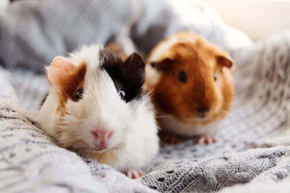 Featured image for A quick quiz all about our small pets