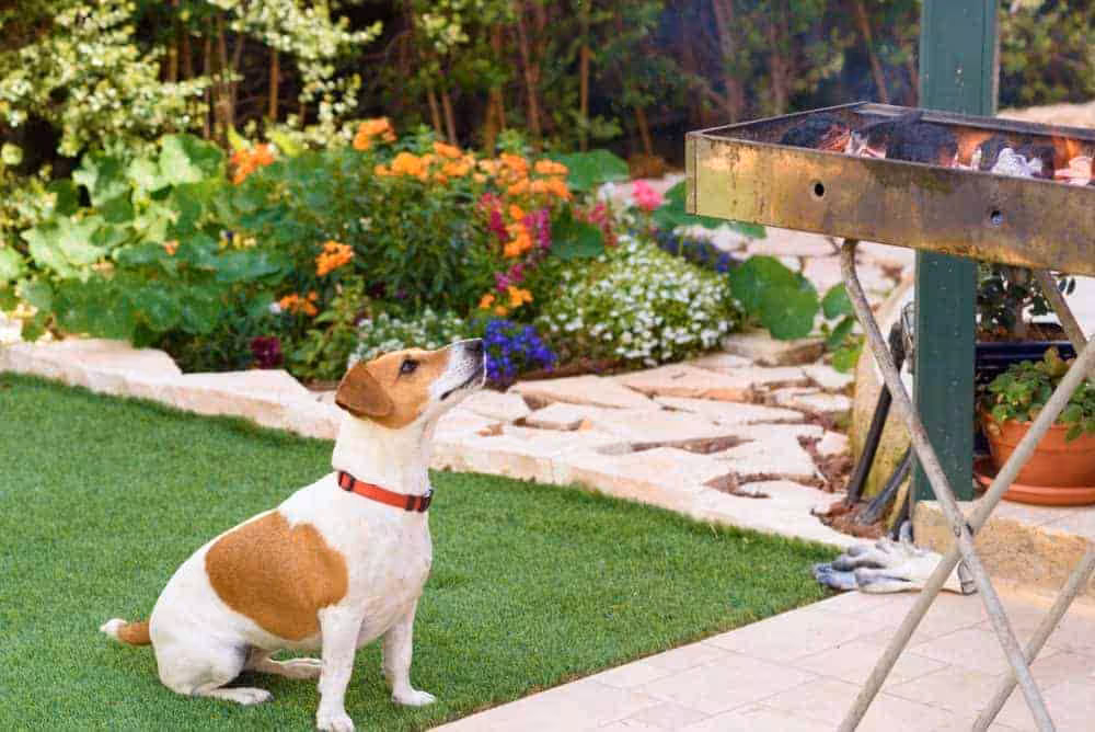 Featured image for Having a barbecue? Make sure your pets stay safe