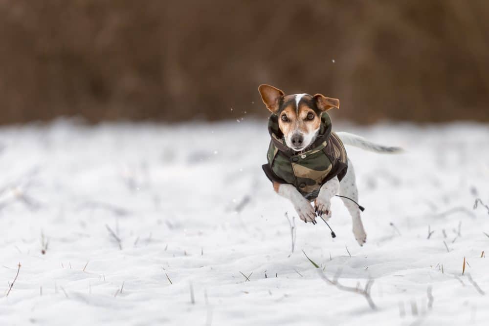 Featured image for Get your dog togged up for winter