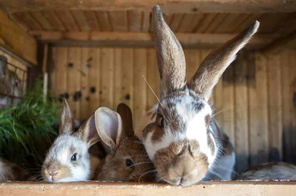 Featured image for How to help your rabbits feel snug and safe this winter