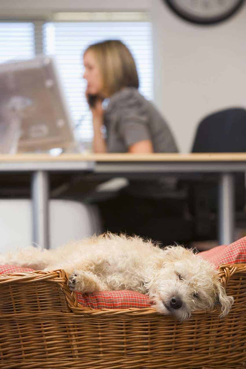 Featured image for It’s Bring Your Dog to Work Day!