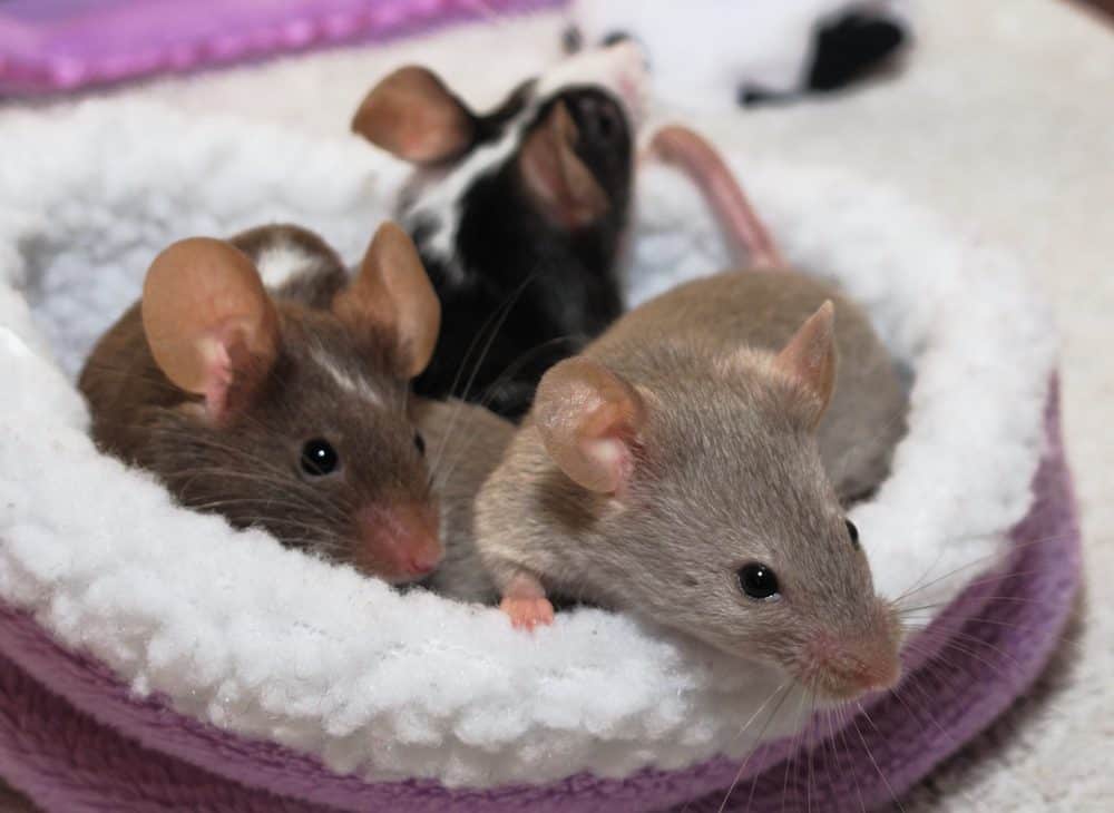 Featured image for Why mice are really rather nice