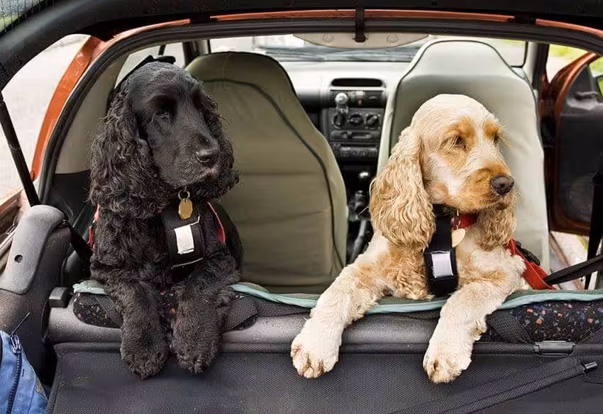 Featured image for Dogs on tour