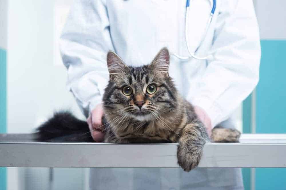 Featured image for Cats and the benefits of neutering – what you need to know