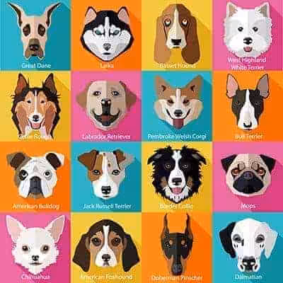 Featured image for Can you guess the breed?