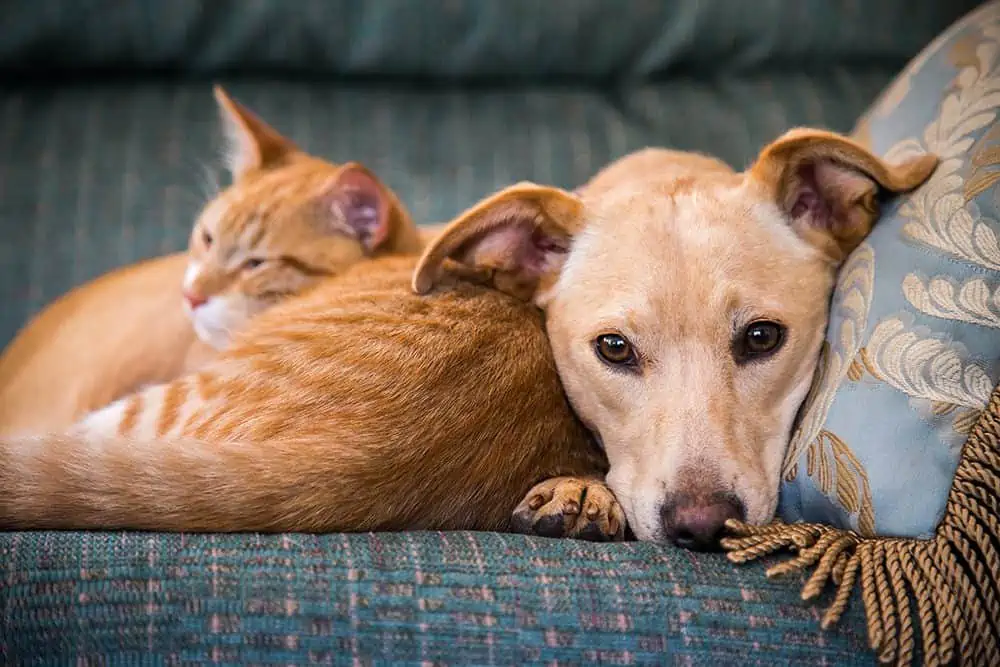 Featured image for Do dogs and cats get the winter blues?