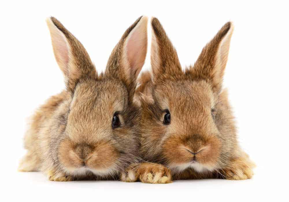 Featured image for Bunnies are for life, not just for Easter