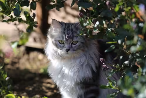 Featured image for Create a safe outdoor space for your cat