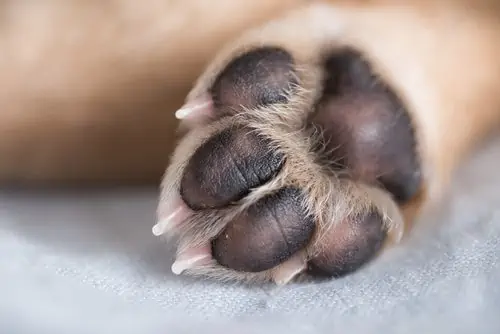 Featured image for What does winter do to your dog’s paws?