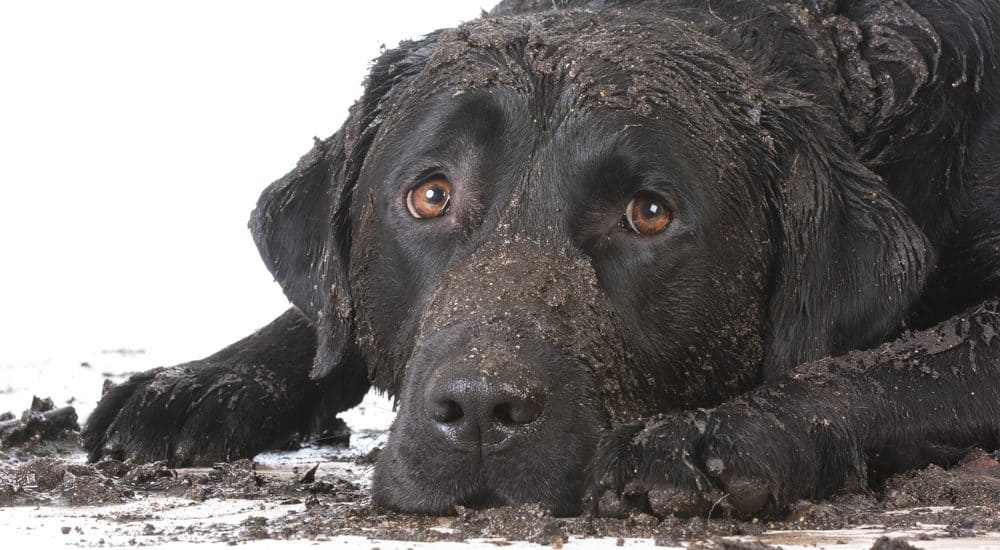 Featured image for Messy pets give our health a boost