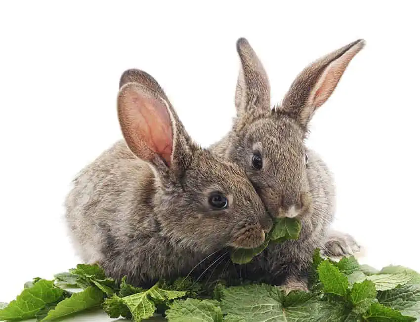 Featured image for Rabbits should eat a carrot a day – and other bunny myths