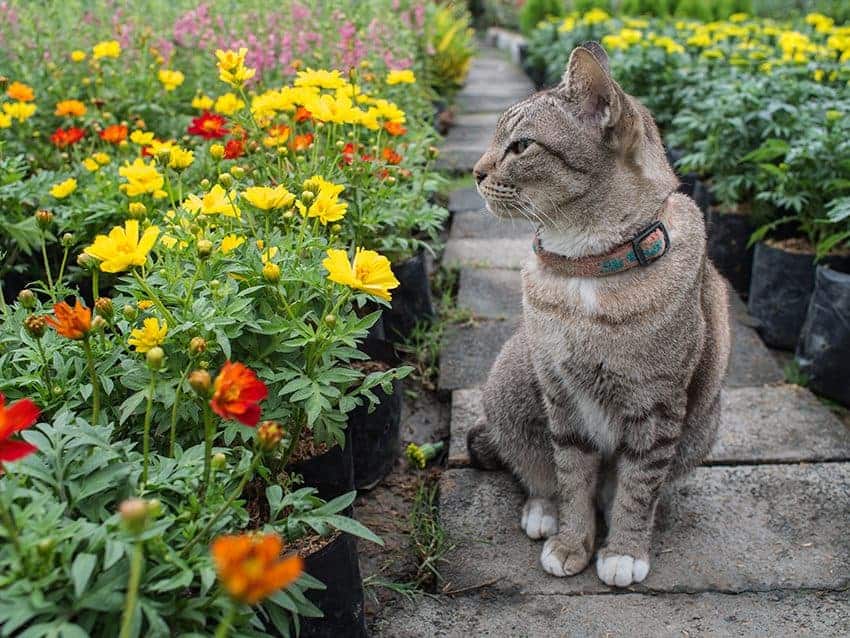 Featured image for How pet friendly is your garden?