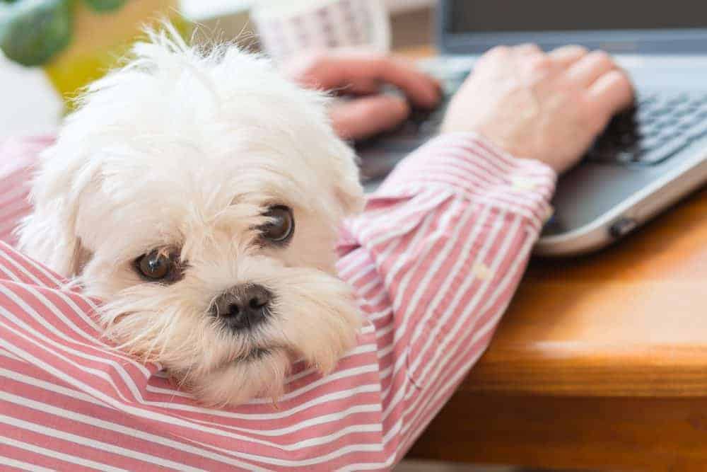 Featured image for The dangers of diagnosing your pet’s problems online