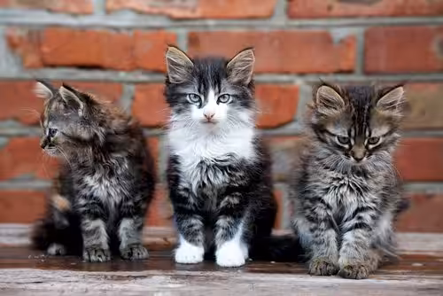 Featured image for What personality type is your cat?