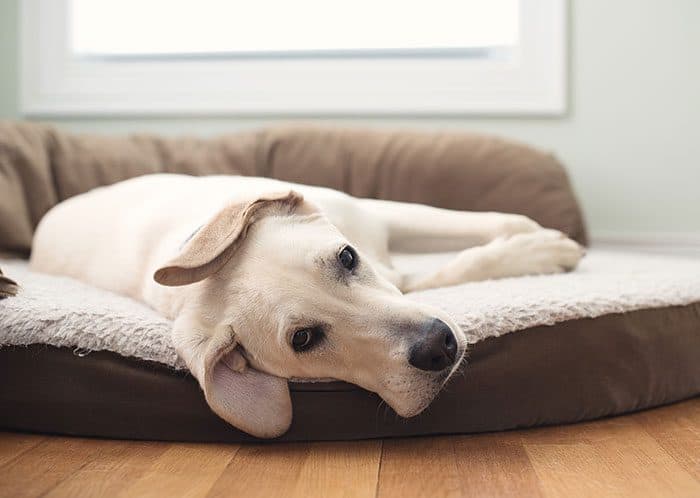 Featured image for How to teach your dog that it’s chill out time