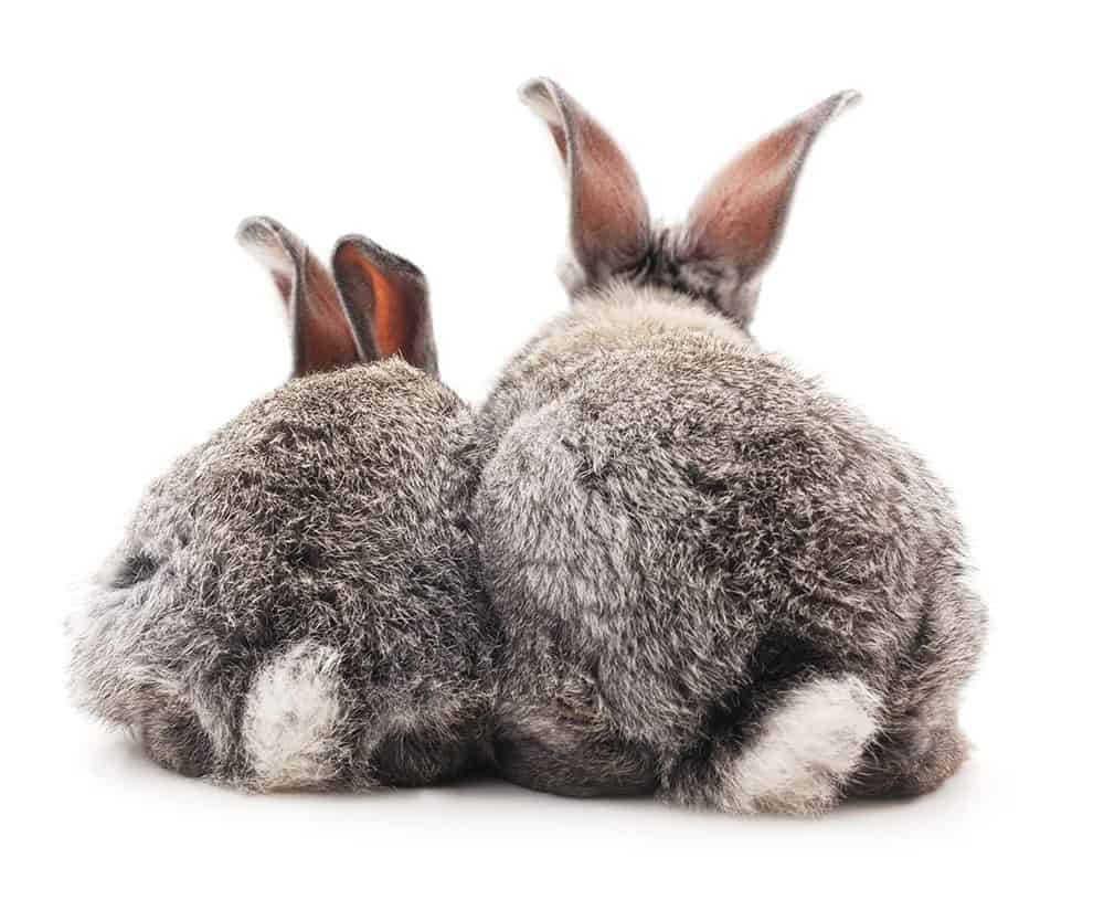 Featured image for Bonding new bunny buddies