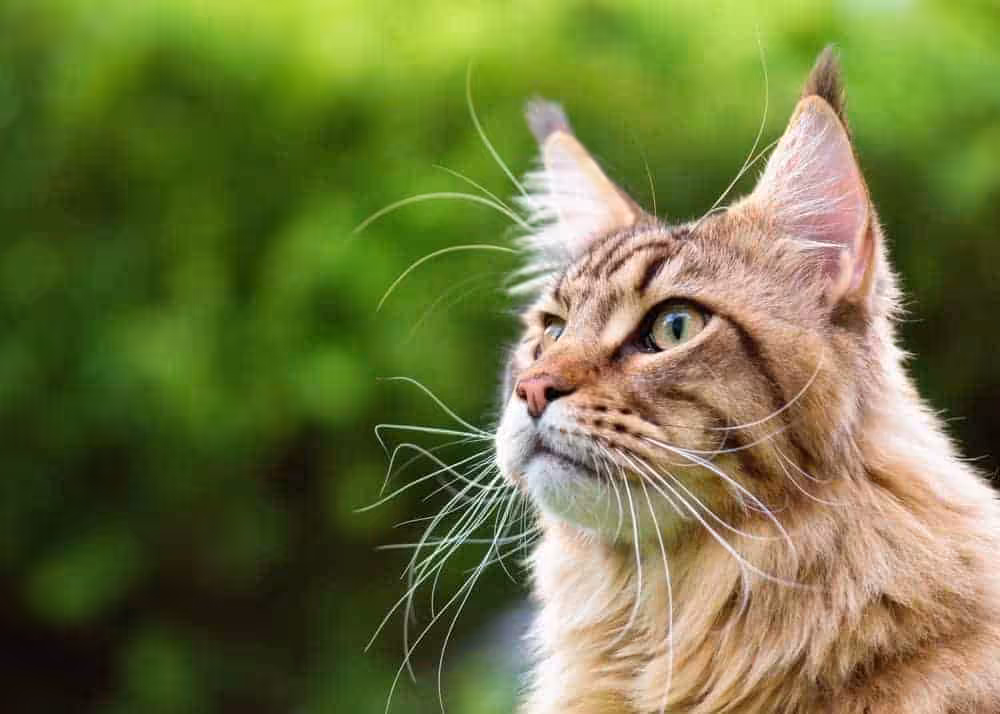 Featured image for I love, I love, I love my little calendar cat
