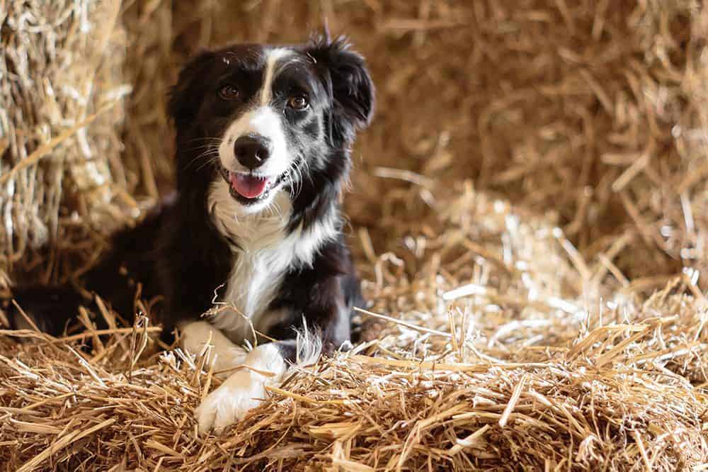 Featured image for Celebrating dogs with jobs