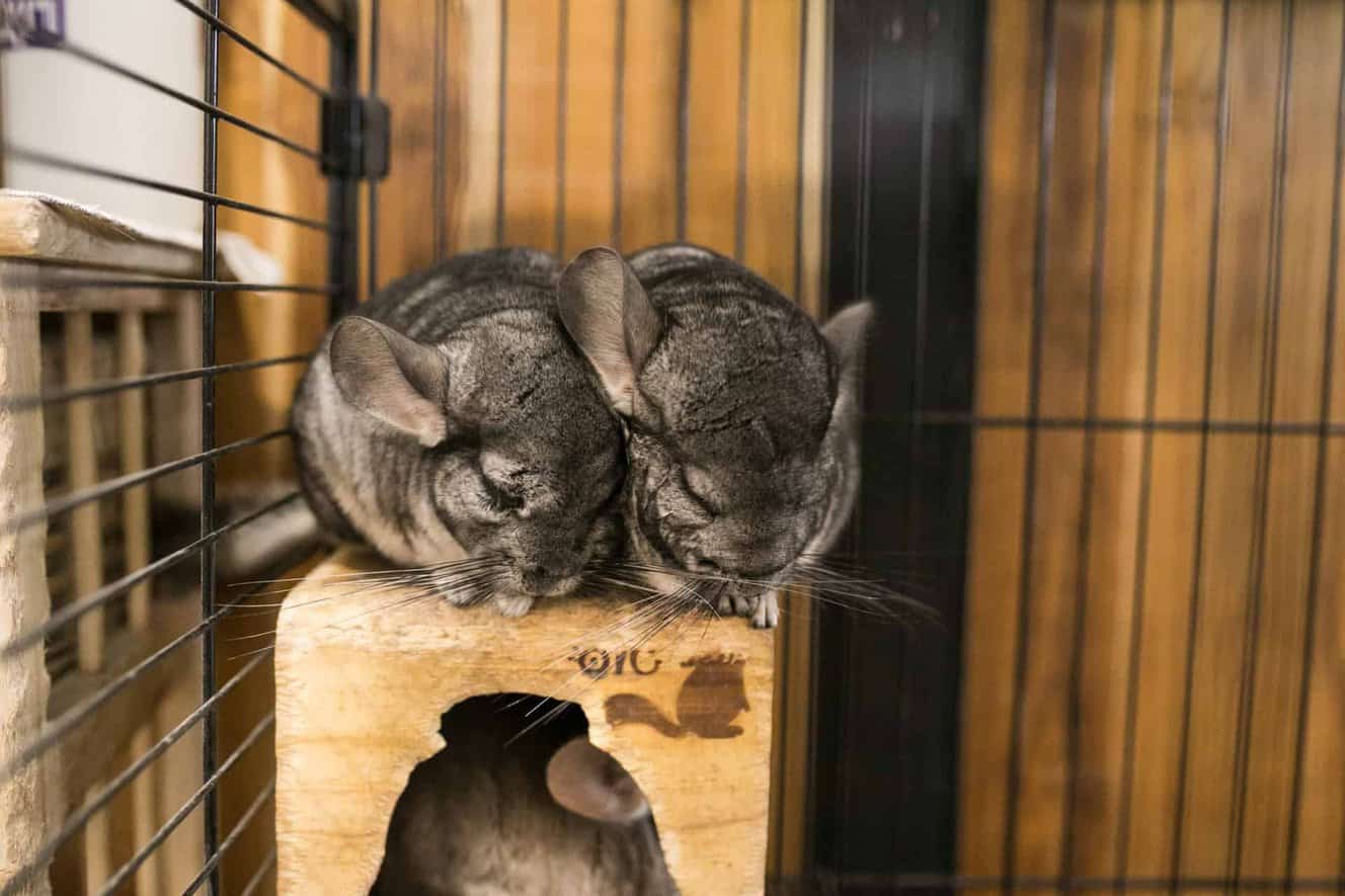 Featured image for How are your chinchillas doing today?