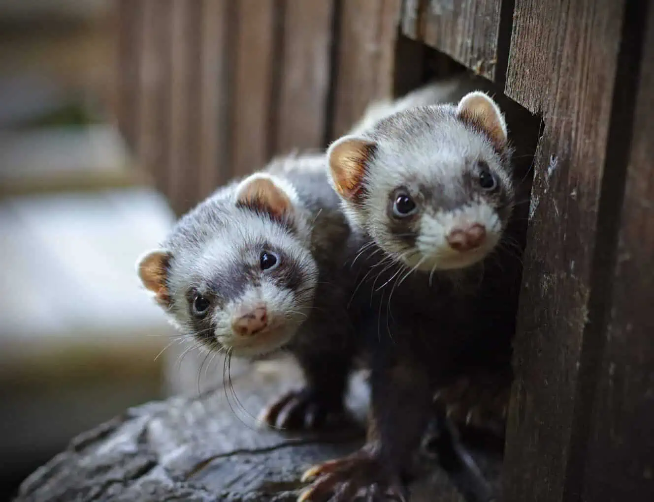 Are Ferrets Good Pets Ferret Q A