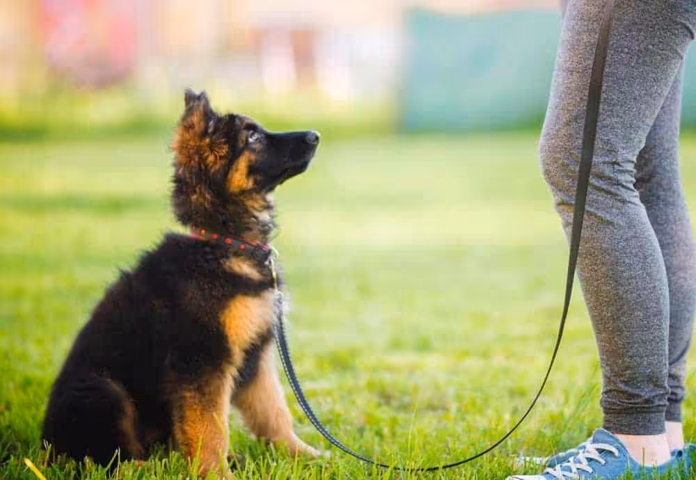 Featured image for Sit, down, stay, come – how to teach your dog the basics – and why training is so important for canines and humans