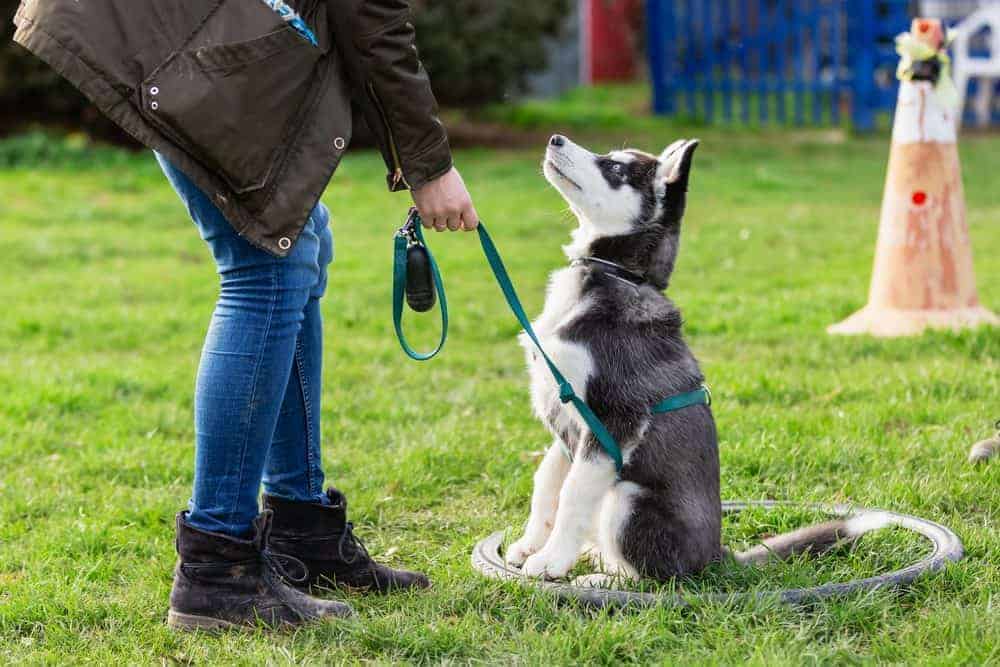 Featured image for Dog training myths busted