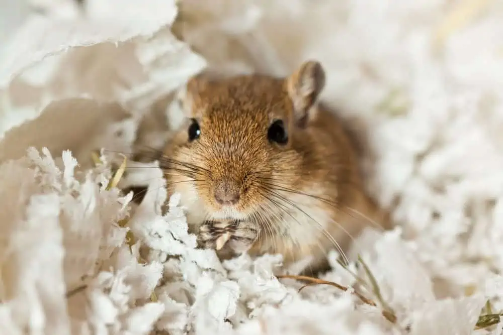 Featured image for Decoding gerbil communication