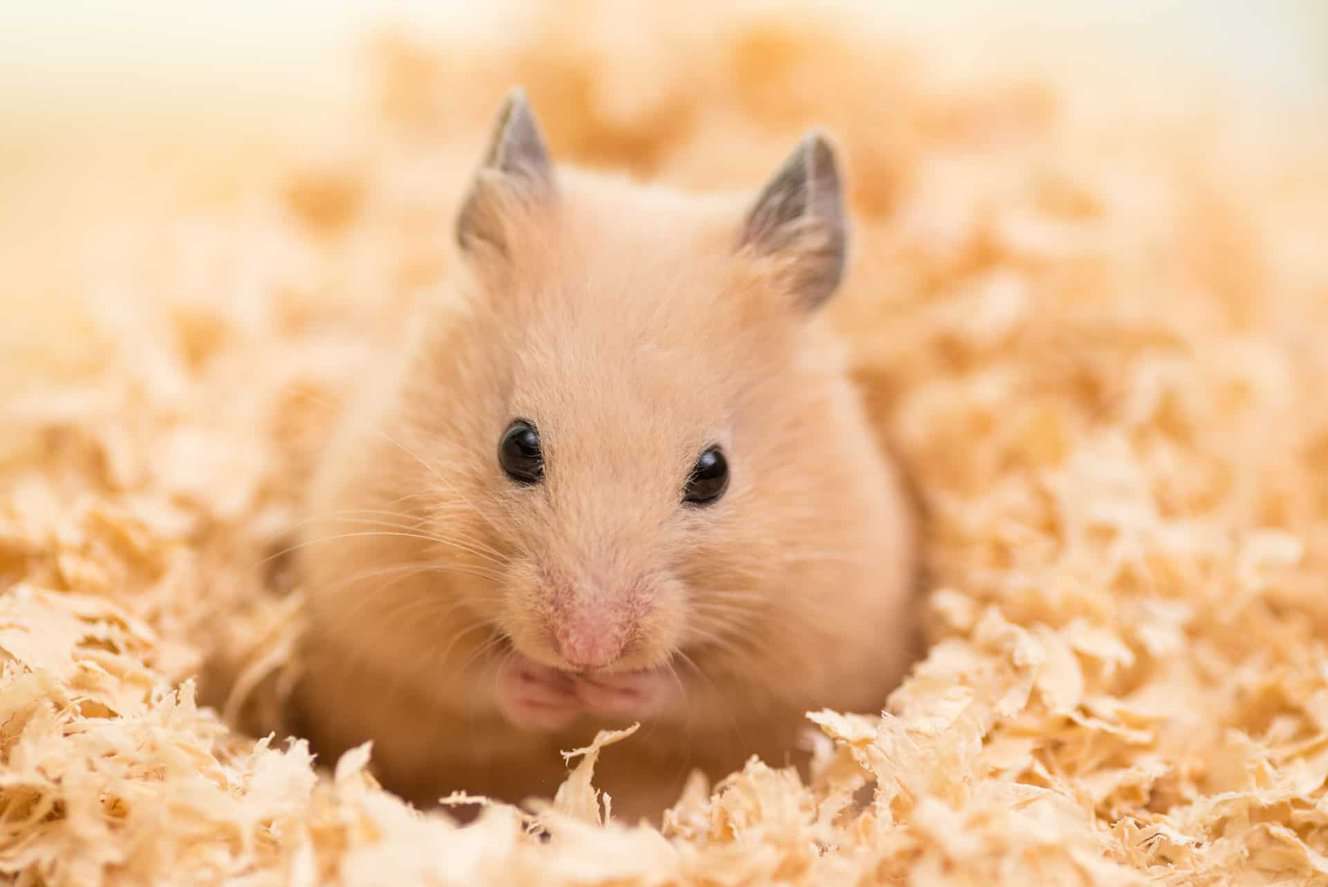 Featured image for The ultimate happy hamster guide