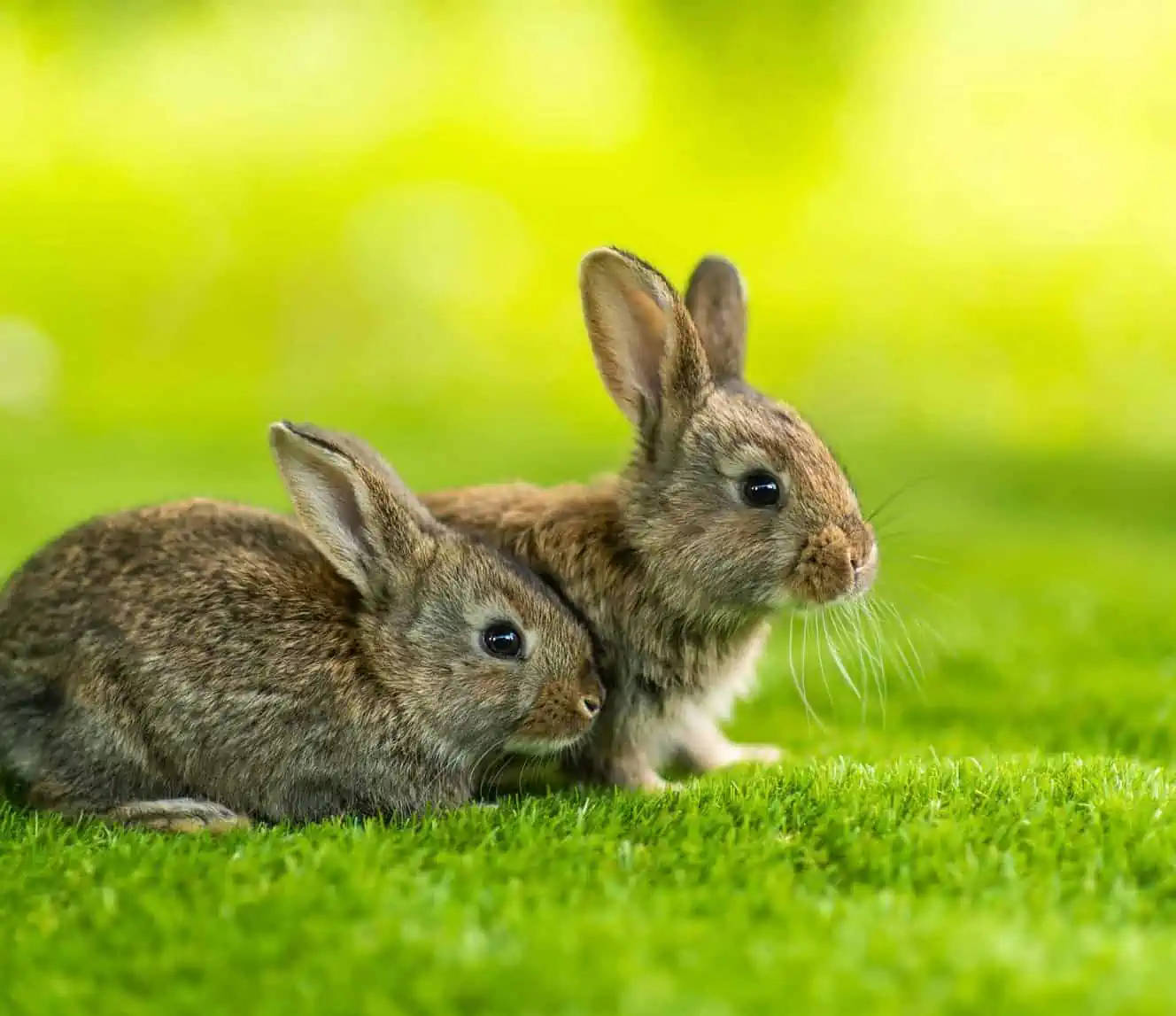 Rabbits Need Exercise! Get Their Bunny Buns Moving