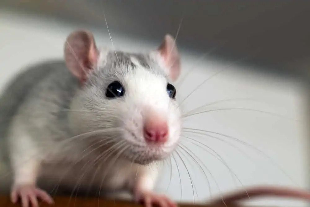 Featured image for Pet rats are where it’s at