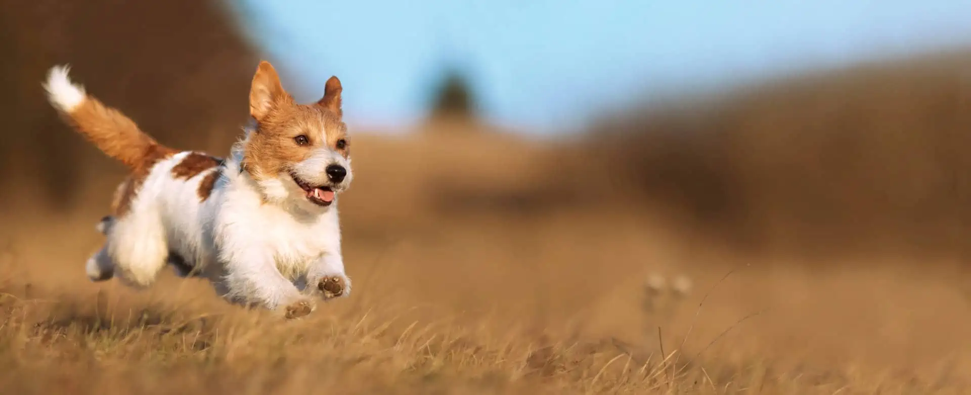 Featured image for Zoomies explained