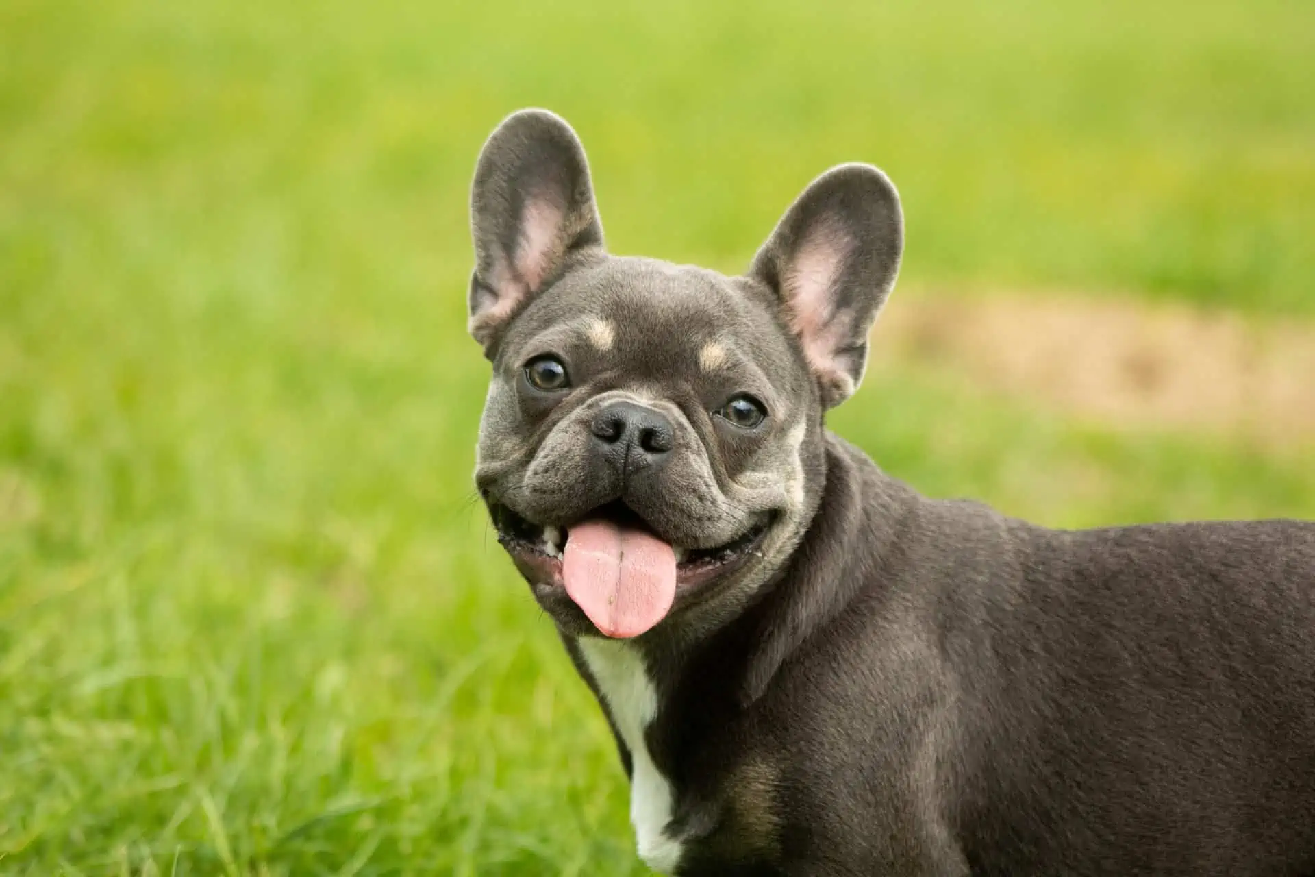 Best Foods For French Bulldogs French Bulldog Feeding Charts 