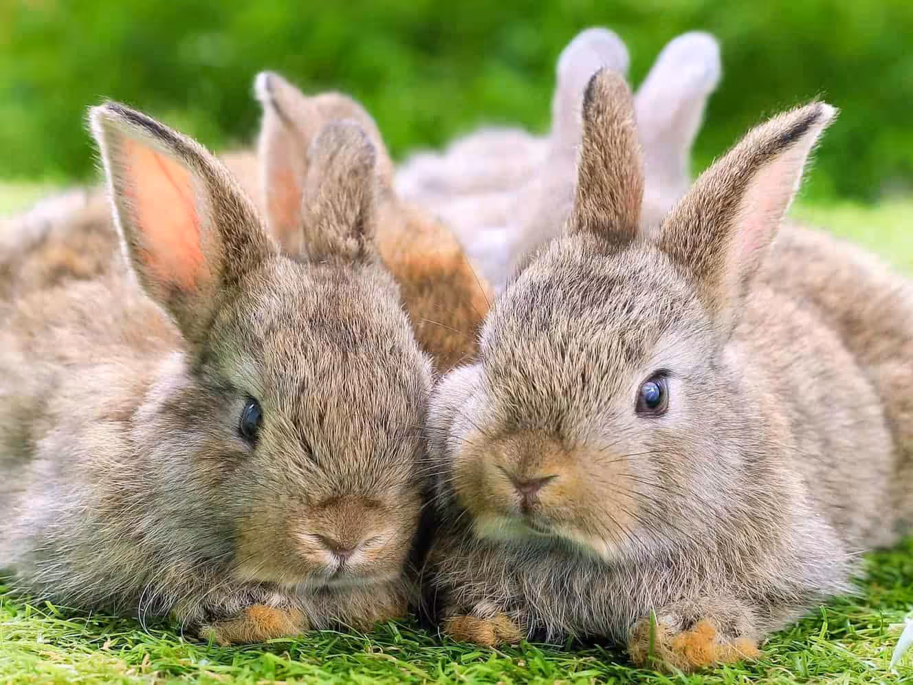 Featured image for Could you adopt a rabbit?