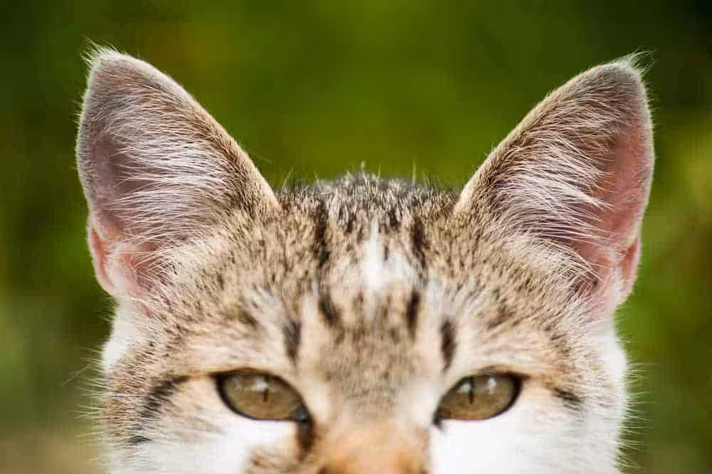 Featured image for Caring for Deaf Pets