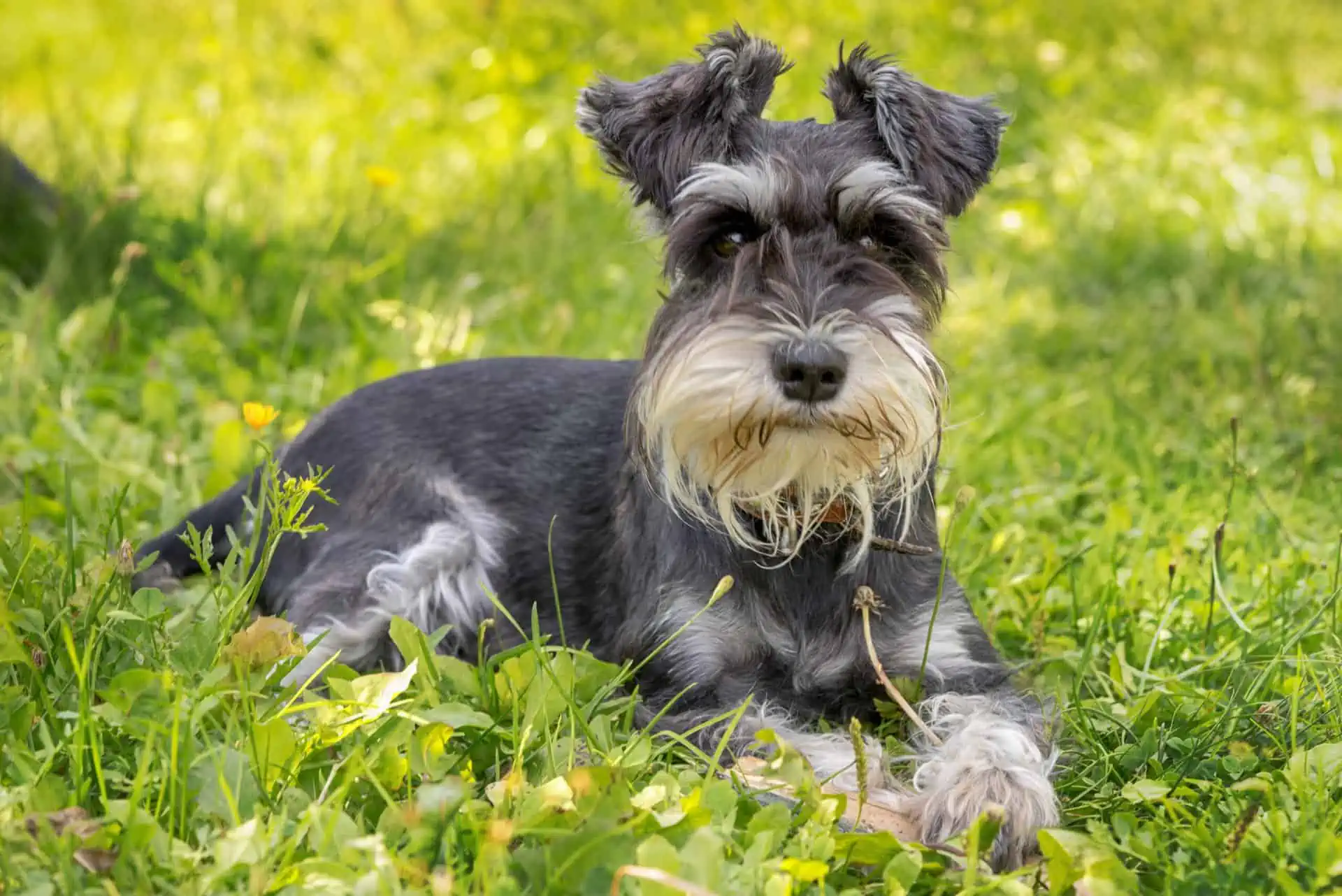 Grooming Your Miniature Schnauzer  Mini Schnauzer Hair Cuts Guide