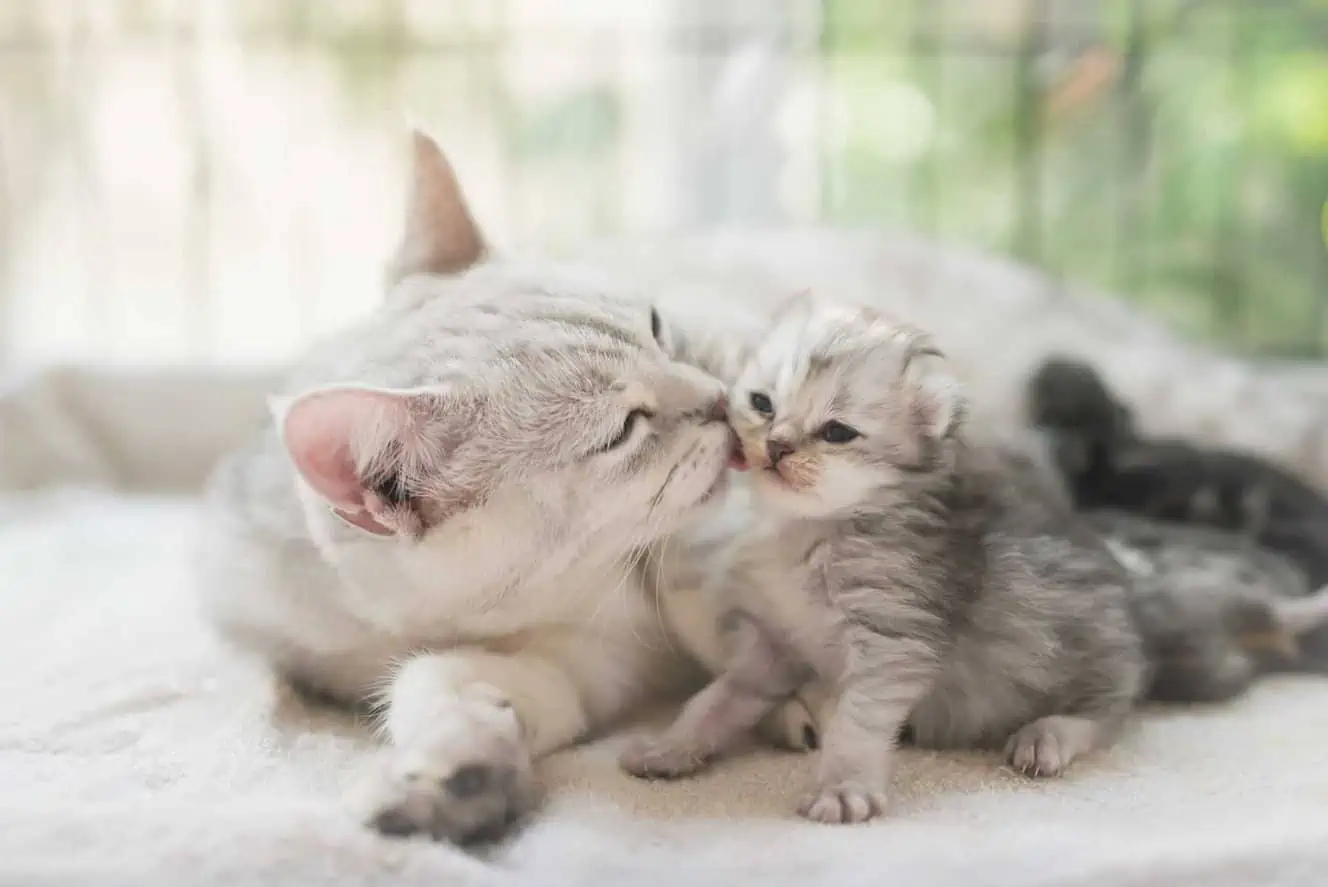 Featured image for Celebrating marvellous pet mothers